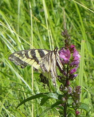 Sidalcea hendersonii
