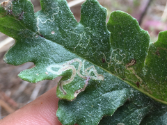 Stigmella ogygia