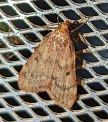 Aglossa disciferalis