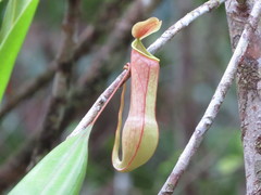 Nepenthes distillatoria