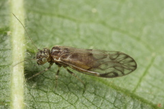 Philotarsus parviceps