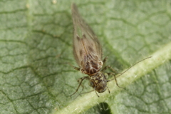 Philotarsus parviceps