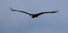 Cathartes burrovianus