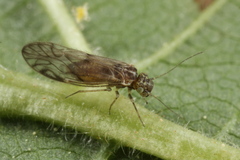 Philotarsus parviceps