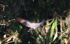 Rupornis magnirostris