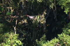 Rupornis magnirostris