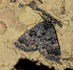 Metalectra miserulata