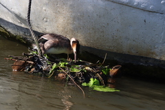Podiceps cristatus