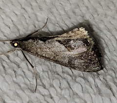 Evergestis obliqualis