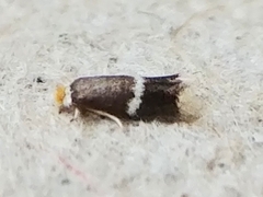 Stigmella apicialbella