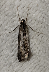 Evergestis obliqualis