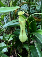 Nepenthes distillatoria