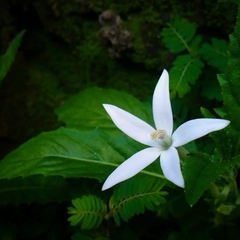 Hippobroma longiflora