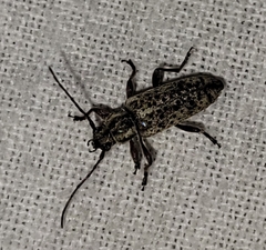 Atimia