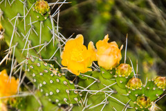 Opuntia sulphurea
