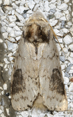 Macrurocampa marthesia