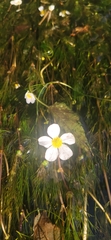 Ranunculus aquatilis