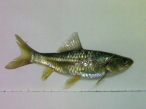 Arabische himri (Carasobarbus apoensis) — Cyprinidae