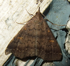 Renia sobrialis