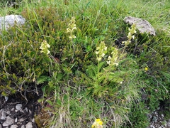 Pedicularis elongata