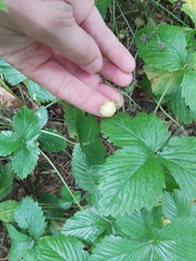 Fragaria vesca vesca