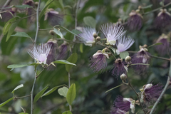 Capparis zeylanica