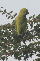 Psittacula krameri
