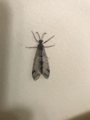 Dendroleon speciosus