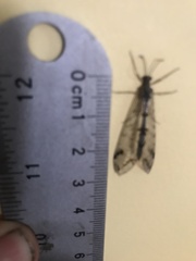 Dendroleon speciosus