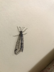 Dendroleon speciosus