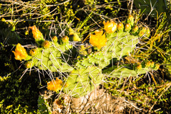 Opuntia sulphurea
