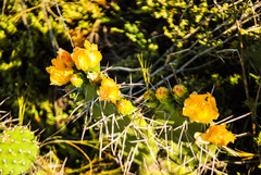 Opuntia sulphurea
