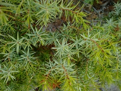 Juniperus oxycedrus