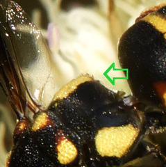 Euodynerus castigatus