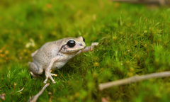 Raorchestes tinniens