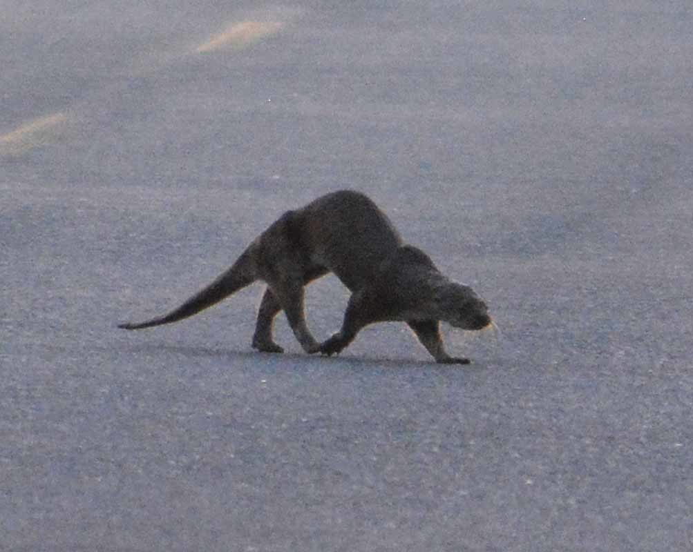 Neotropical Otter