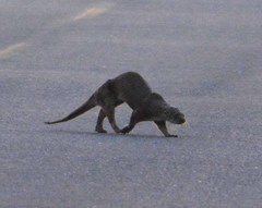 Lontra longicaudis annectens