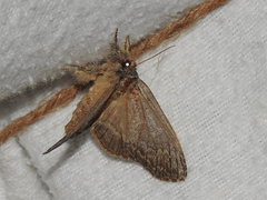Peridea basitriens