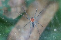 Aglaoctenus castaneus