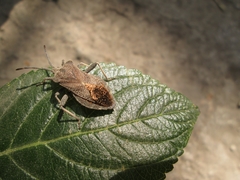 Piezogaster indecorus