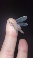 Myrmeleon inconspicuus