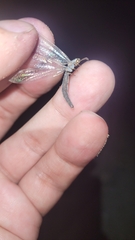 Myrmeleon inconspicuus