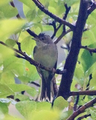 Curruca communis
