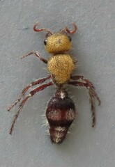 Dasymutilla snoworum