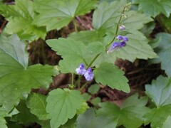 Scutellaria saxatilis