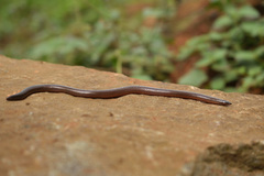Plectrurus perroteti