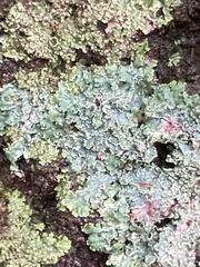 Heterodermia albicans