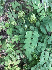 Astragalus glycyphyllos