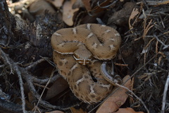 Crotalus willardi willardi