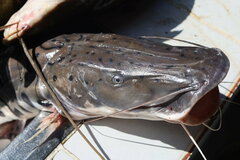 Pseudoplatystoma